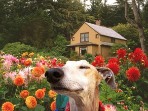 aspergillosi nel cane foto