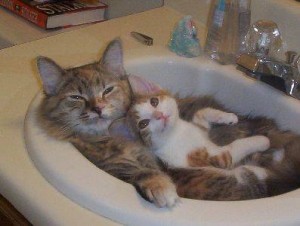 bagno del gatto