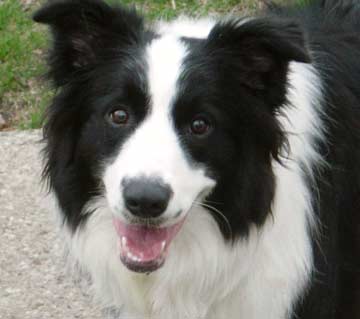 border-collie