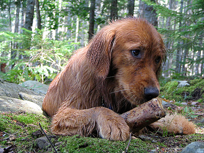 camping-with-dogs