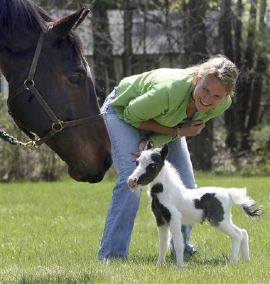 cavallino