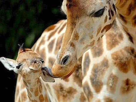 conmamma_giraffinagina-400x300