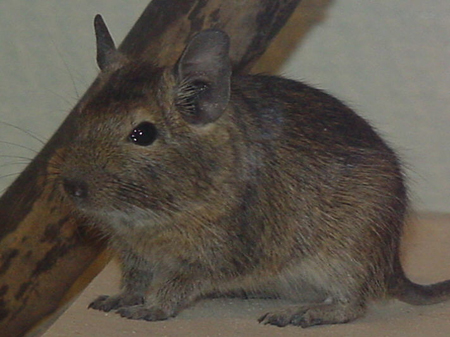 degu