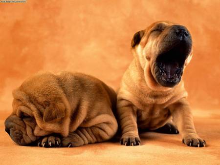 febbre shar-pei