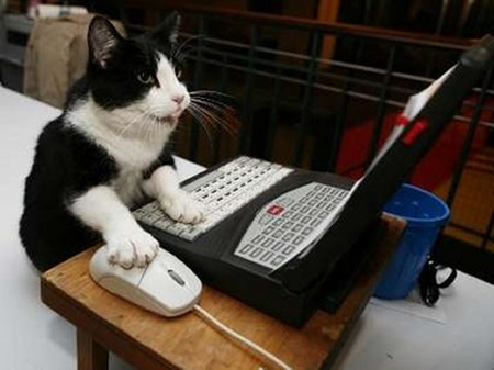 gatto al computer