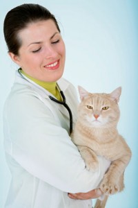 gatto dal veterinario