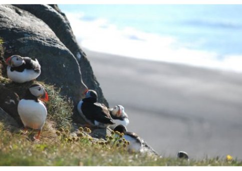 i-puffins-islanda