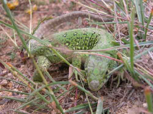 lucertola-ocellata