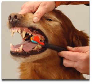 pulizia dei denti cane