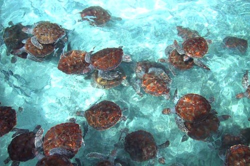 tartarughe_caretta