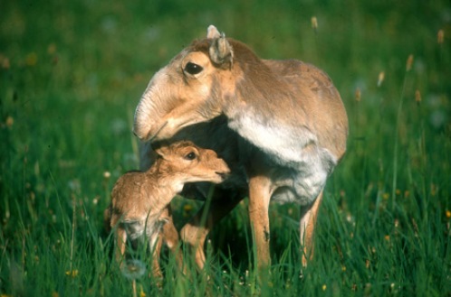 080327-saiga-picture