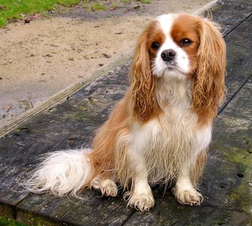 CavalierKingCharlesSpaniel1