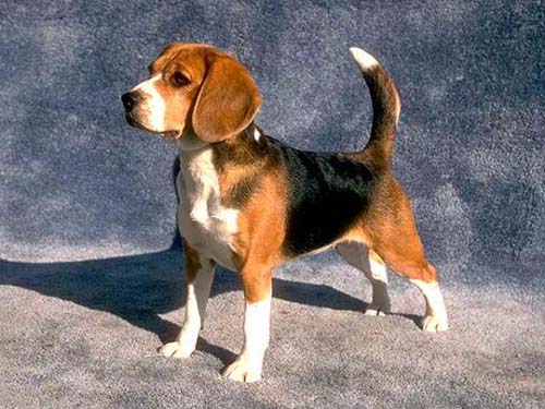 beagle