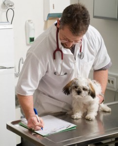 cane dal veterinario