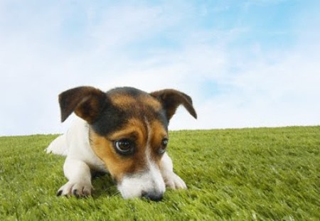 cane nel prato