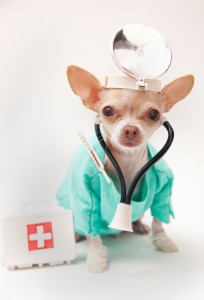 cane veterinario