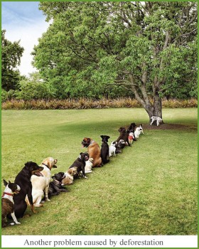 cani alberi