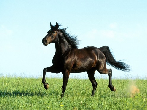 cavallo