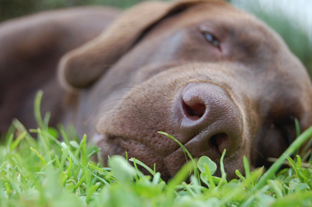 colpo calore cane