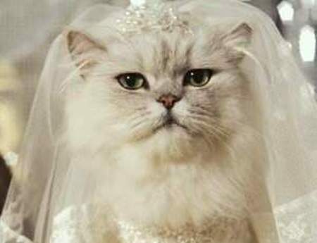 gatta sposa