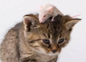 gatto e topo
