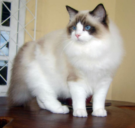 gatto ragdoll