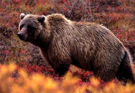 grizzlybear