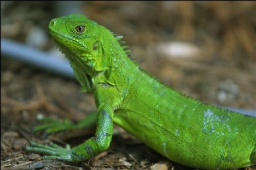 iguana