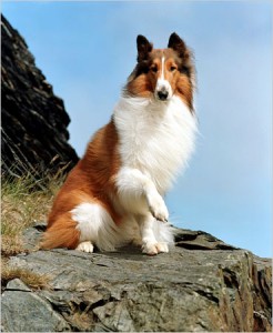 lassie