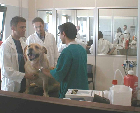 ospedale per animali