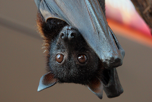 pipistrello