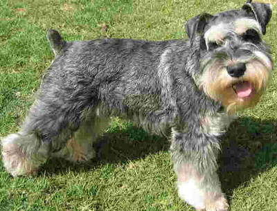 schnauzer