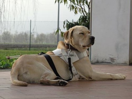 Cani-guida-per-non-vedenti-o-con-handicap