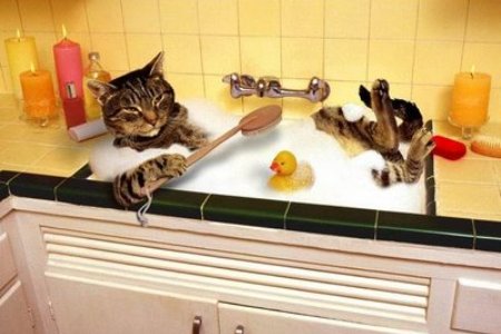 bagno del gatto