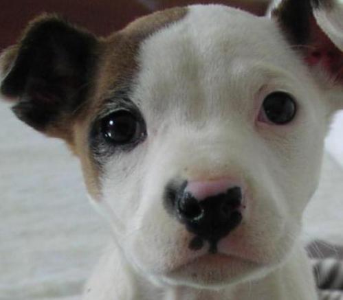 cagnolino