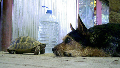 cane e tartaruga