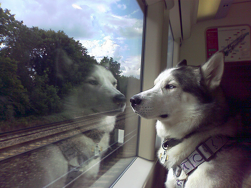 treno, cane,