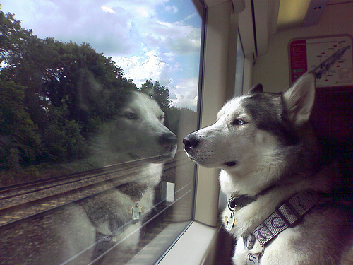 treno, cane, 