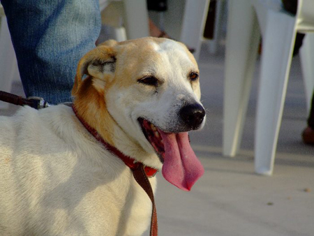 cane inappetente per caldo