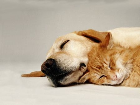 cani e gatti che dormono insieme