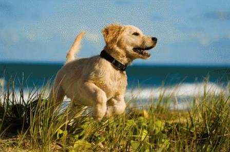 cani in spiaggia