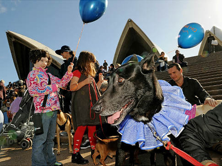 concerto per cani