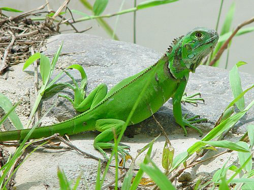 iguana