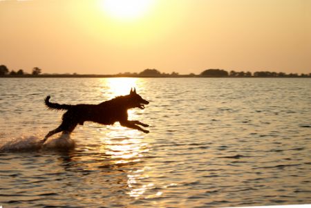 cane al mare