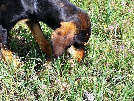 cane mangia erba