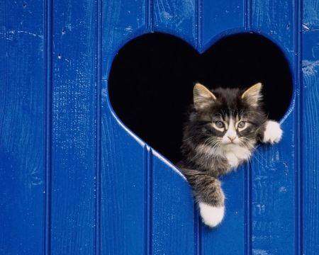 cuore gatto