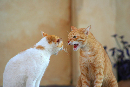 gatti che si soffiano