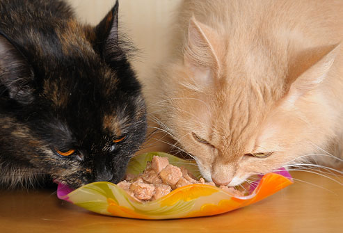 gattini che mangiano