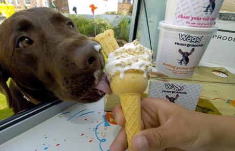 gelato per cani