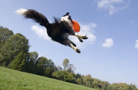 giocare a frisbee con il cane